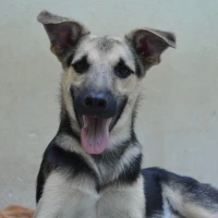 Adopta a Tután