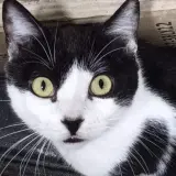 Adopta a Toreto
