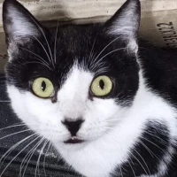 Adopta a Toreto