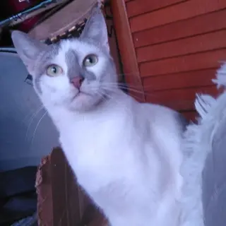 Mona