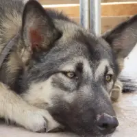 Adopta a Logan