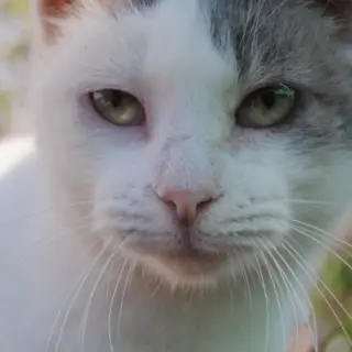 Risi