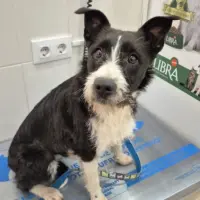 Adopta a Mati, Tlf 645978718