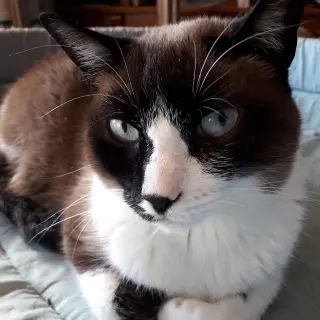 Sisi