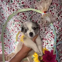 Adopta a Blue