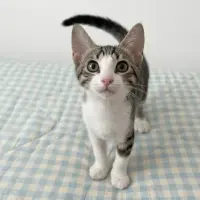 Adopta a Bali