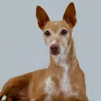 Adopta a Tessa