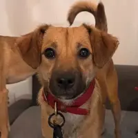 Adopta a Hazel