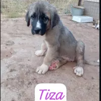 Adopta a Tiza