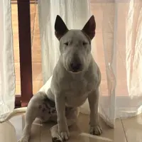 Adopta a Buddy