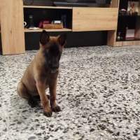 Adopta a Astrea