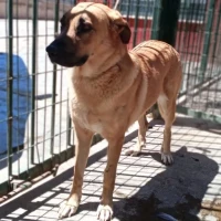 Adopta a Molineta