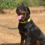 Adopta a Tron