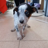 Adopta a Dylan, Cachorro Busca Hogar