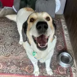 Adopta a Budy