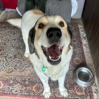 Budy