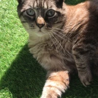 Adopta a Kam