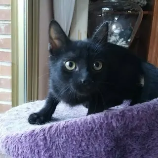 Coco