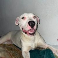 Adopta a Toby (Bitter Legalmente)