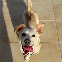 Adopta a Olaf