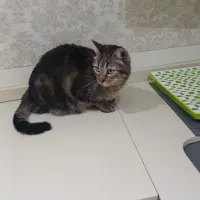Adopta a Simba