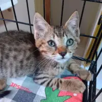 Adopta a Larry