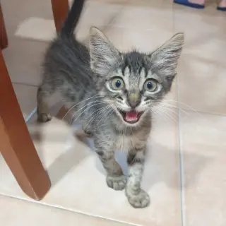 Rocky