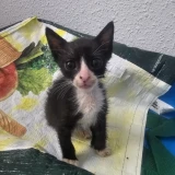 Adopta a Tarzán Y Jane