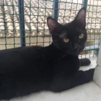 Adopta a Negrita 3*