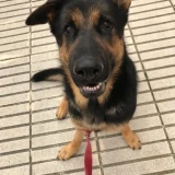 Adopta a Oso