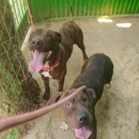 Adopta a Linda & Alma