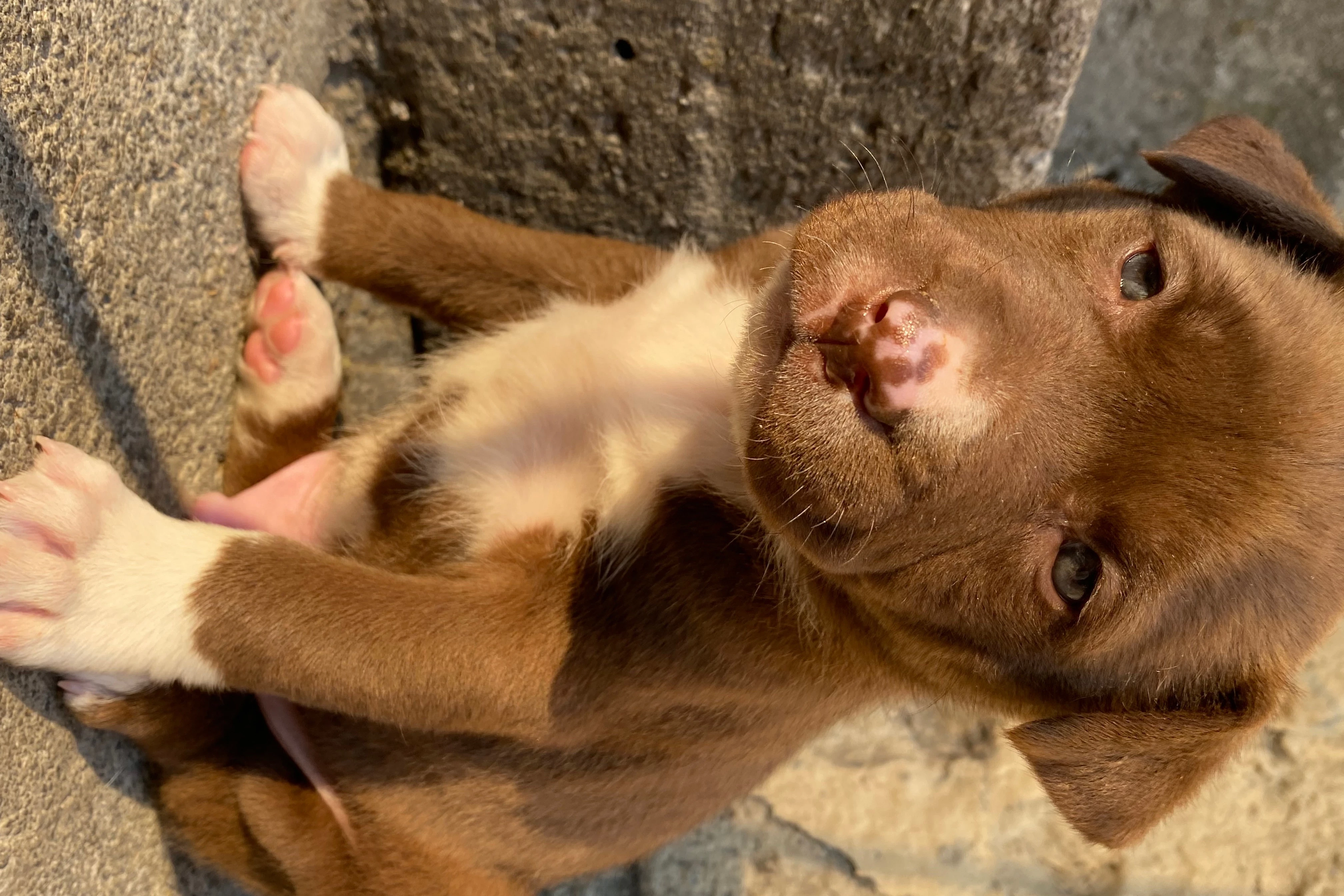 Adopta a Cachorros Cruza de Pitbull, un perro de Ciudad de México, México •  ¡Encuéntralo en Miwuki Pet Shelter!
