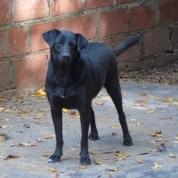 Adopta a Sarita