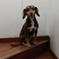 Adopta a Peaches