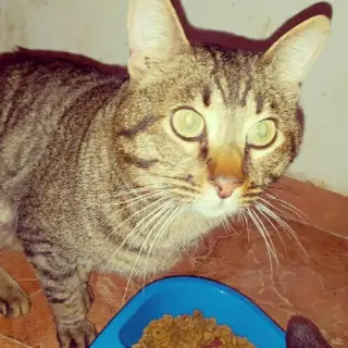 Pocholo
