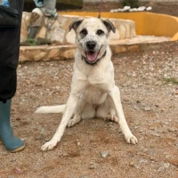 Adopta a Lana