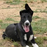 Adopta a Kyro