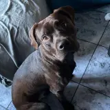 Adopta a Leo