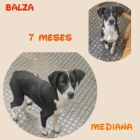 Adopta a Balza