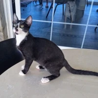 Adopta a Félix