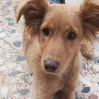 Adopta a Thor