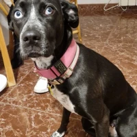 Adopta a Kiara