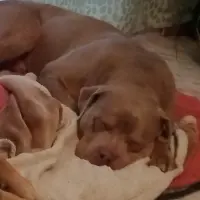Adopta a Gordo