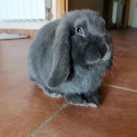 Adopta a Darwin