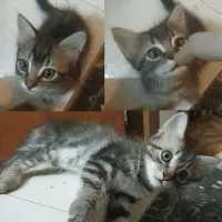 Adopta a 3 Hermanitos
