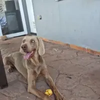 Adopta a Arno