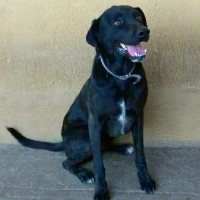 Adopta a Wanda