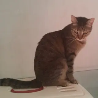 Güendolin
