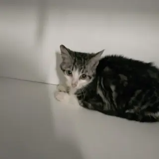 Penny