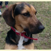 Adopta a George